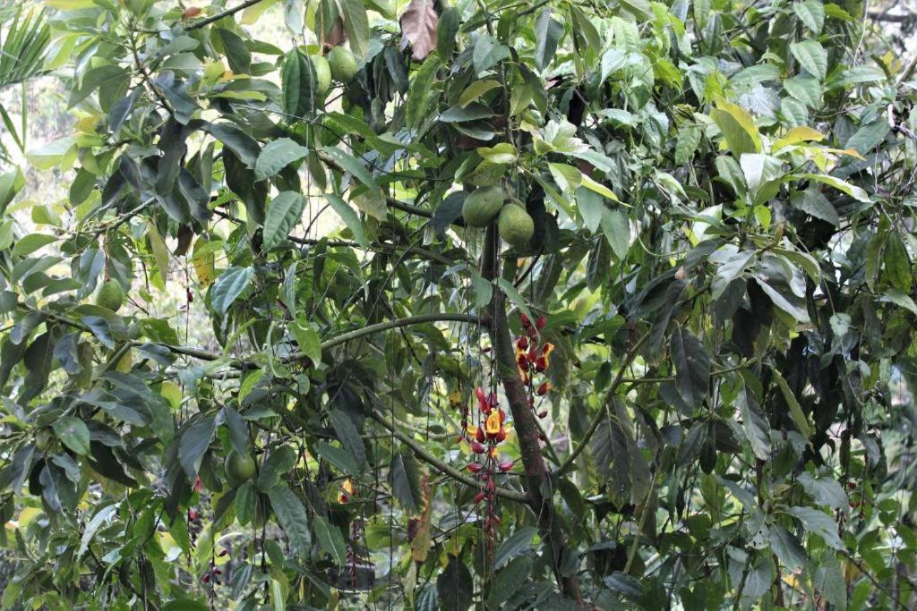 Amado Homestay Ella Esterno foto